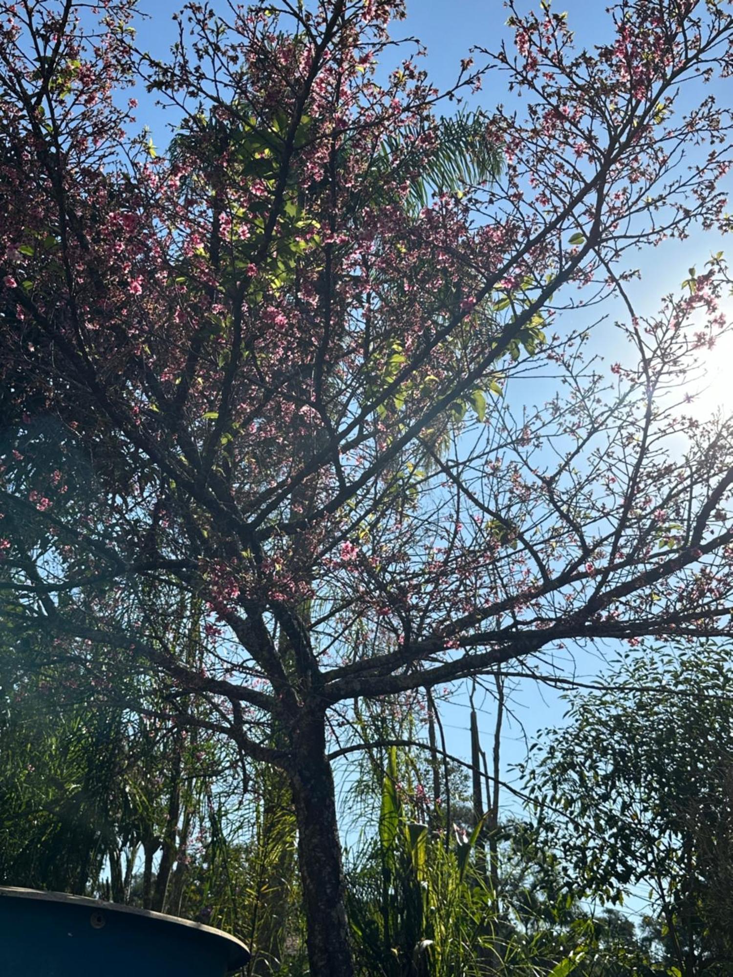 Morada Dos Beija-Flores Ibiúna Kültér fotó